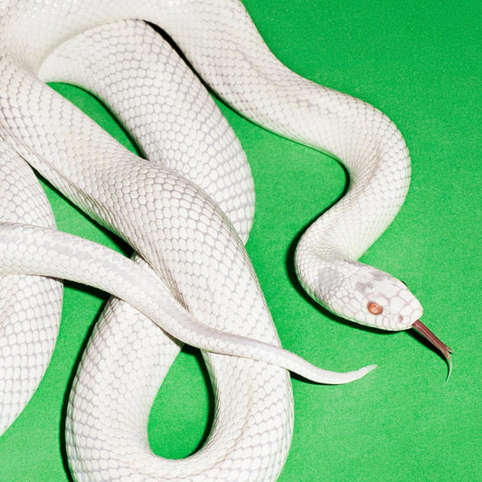 Deftones - Private Music (2025) First Edition Pressing Clear Vinyl